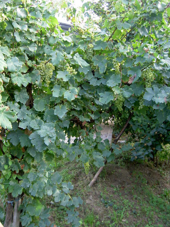 Agriturismo Monteortone Abano Terme Eksteriør bilde
