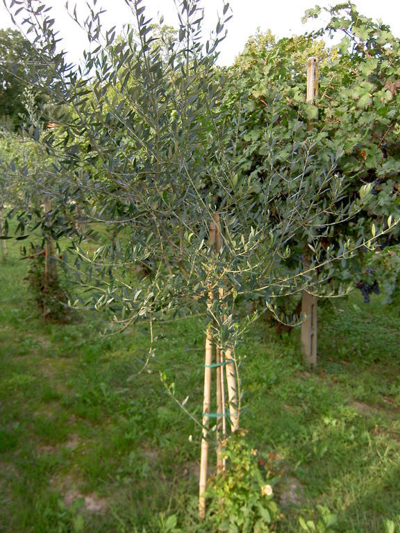 Agriturismo Monteortone Abano Terme Eksteriør bilde