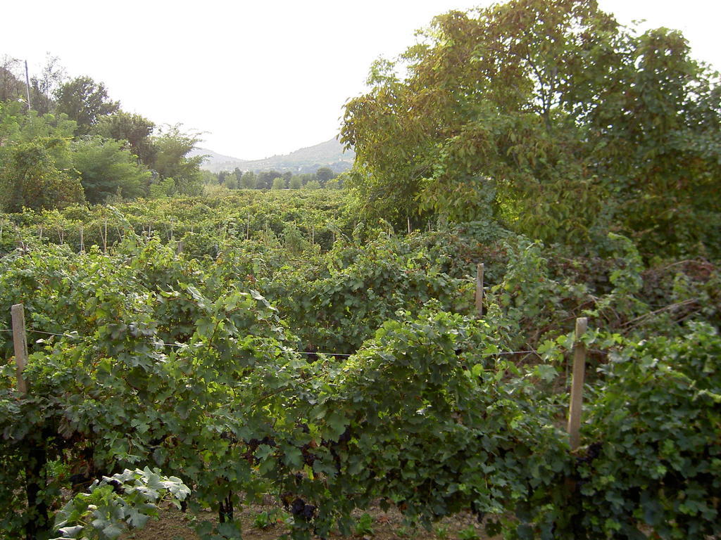 Agriturismo Monteortone Abano Terme Eksteriør bilde